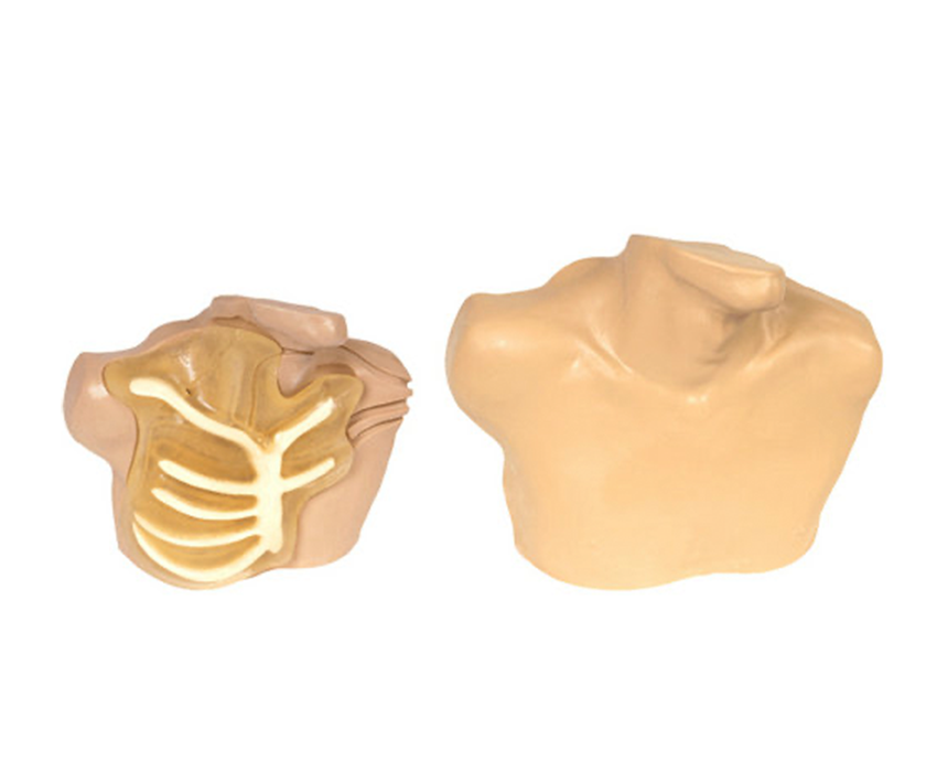 MN014中心静脉穿刺插管模型